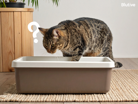 4 Consejos para acostumbrar a tu gato a una nueva arena